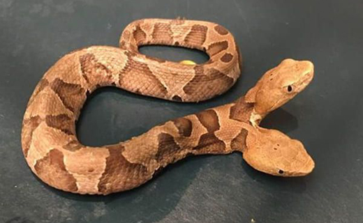Two headed sna...
